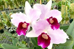 Exposicao-de-Orquideas-Urussanga-Divulgacao-1