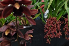 1a-exposicao-de-Orquideas-de-Urussanga-3